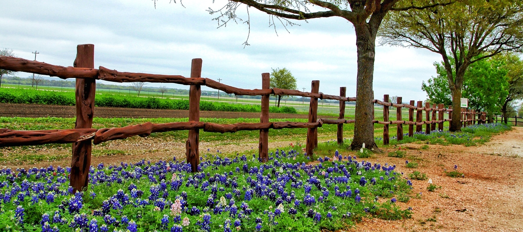 field with blue bonnets